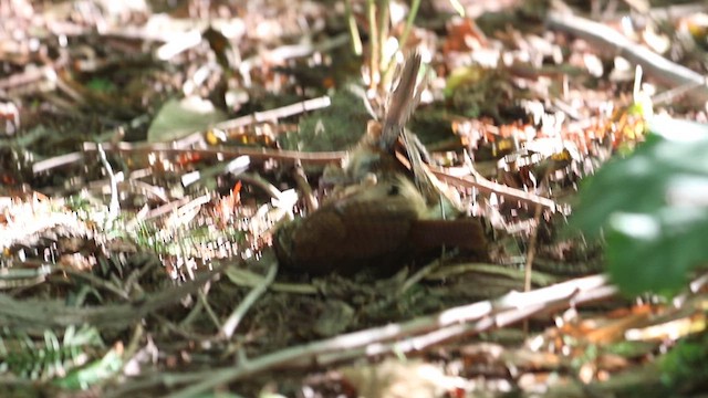 Carolina Wren - ML622495052