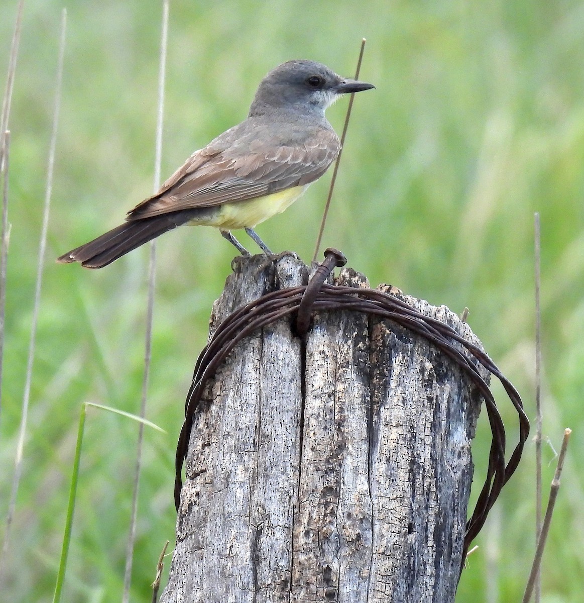 Cassin's Kingbird - ML622495072