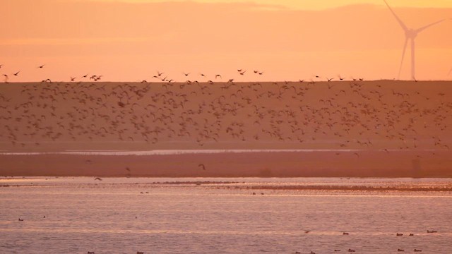 European Golden-Plover - ML622495078