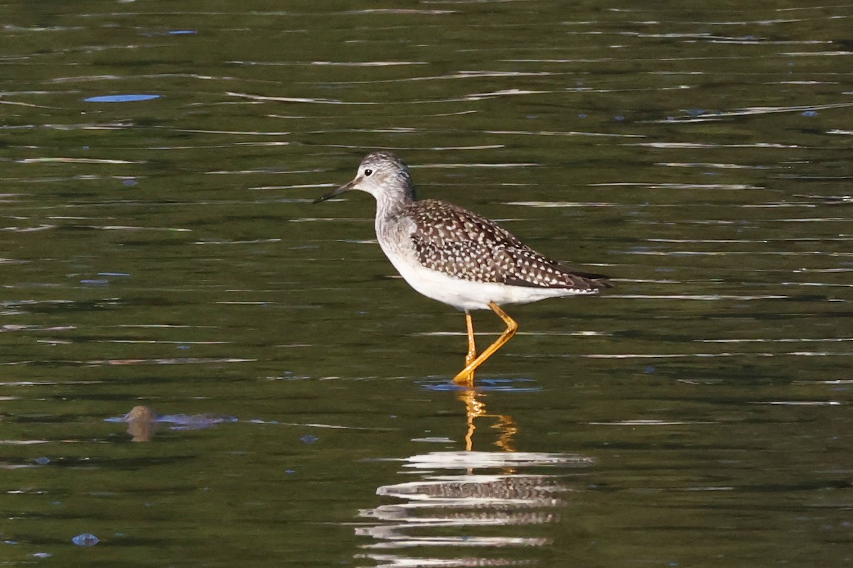 Lesser Yellowlegs - ML622495083