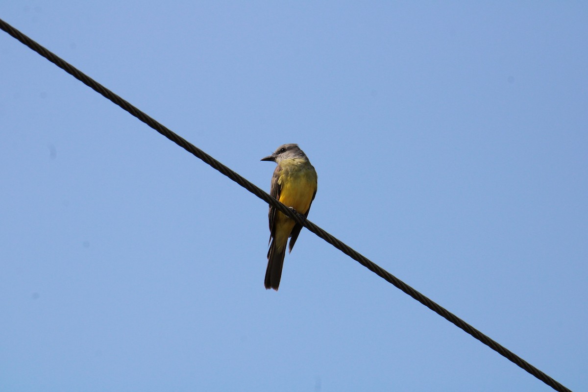 Tropical Kingbird - Biggest Bird