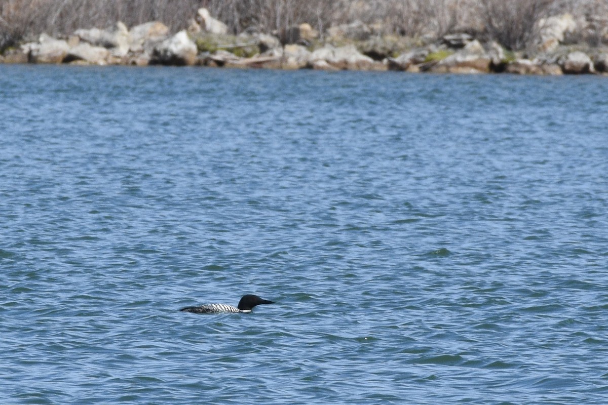 Common Loon - Anne Tews