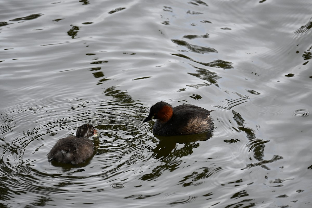 Little Grebe - M.R.Vinoth Pranav