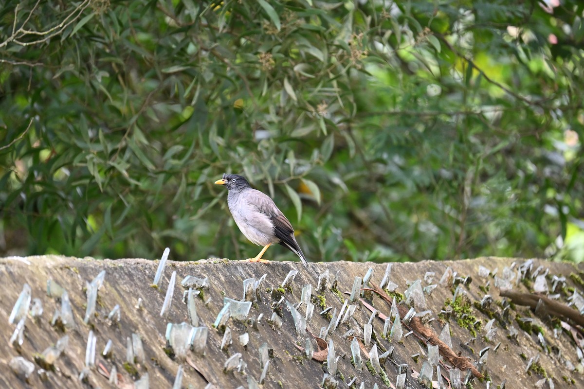 Jungle Myna - M.R.Vinoth Pranav