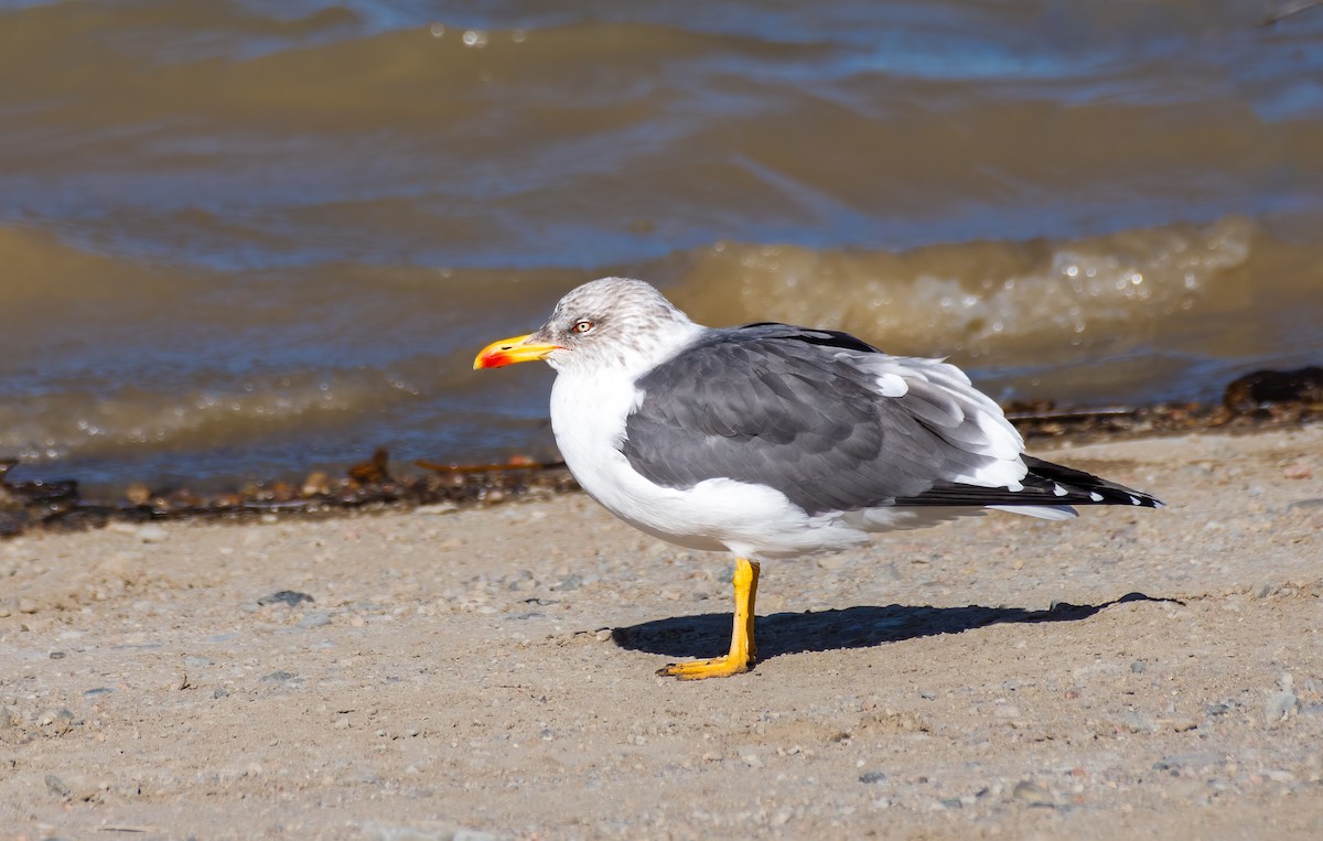 Lesser Black-backed Gull - ML622495306