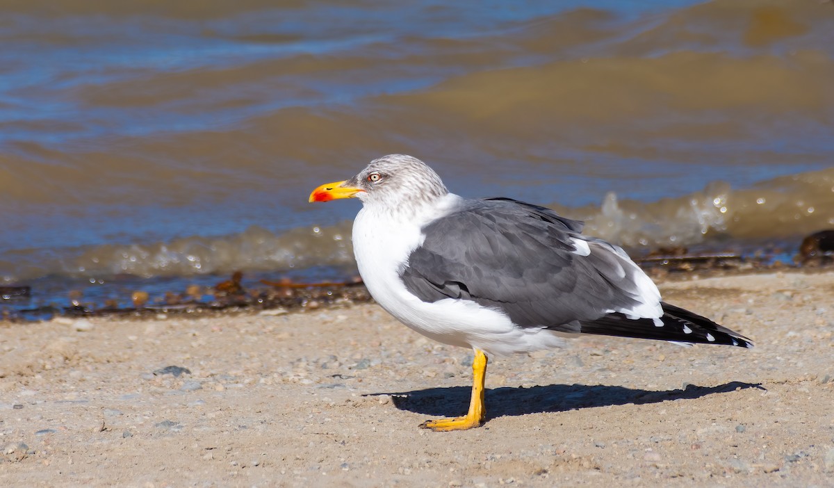 Lesser Black-backed Gull - ML622495307