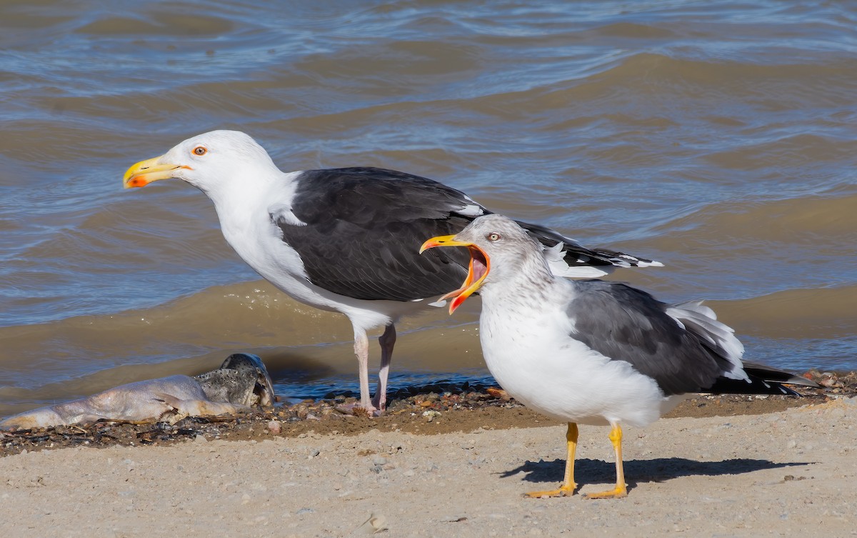 Lesser Black-backed Gull - ML622495308