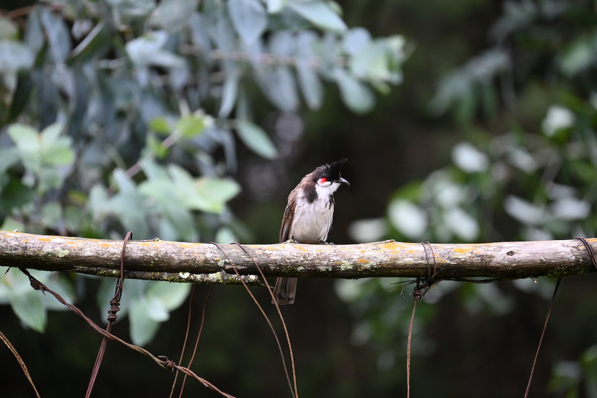 Red-whiskered Bulbul - ML622495311