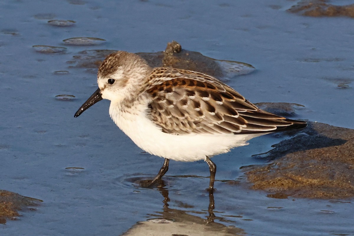 Western Sandpiper - ML622495332