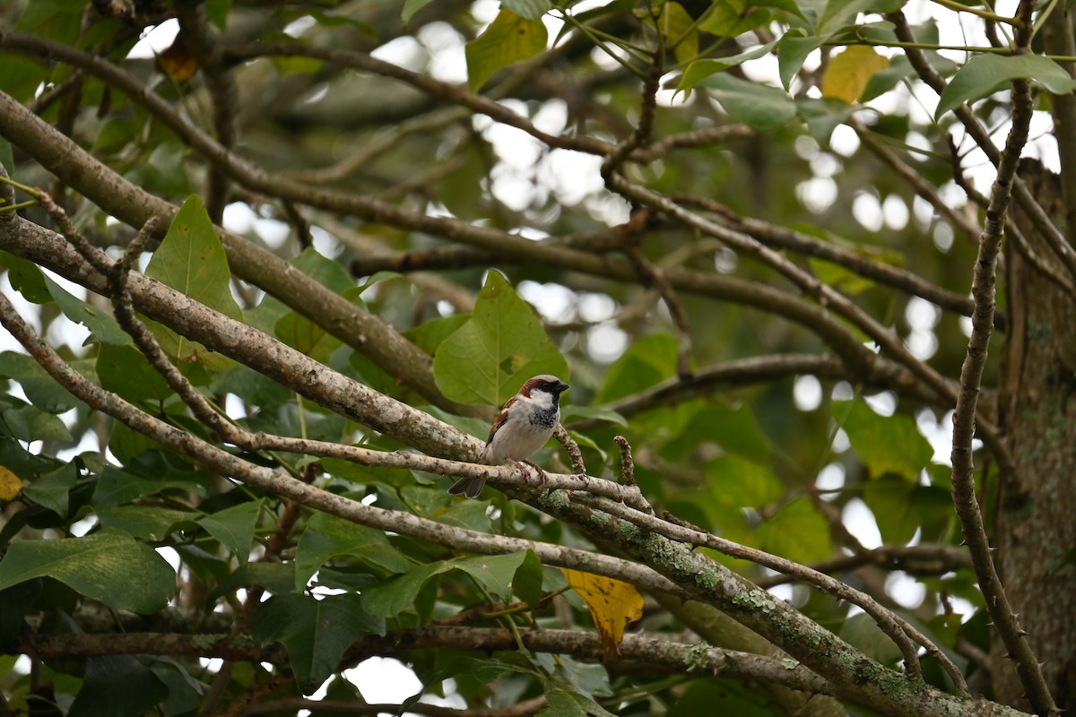 House Sparrow - M.R.Vinoth Pranav