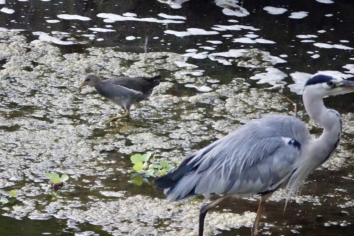 Eurasian Moorhen - ML622495394