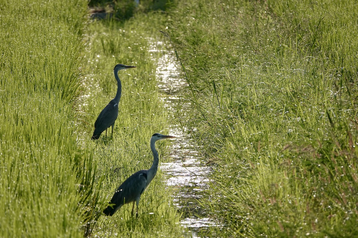 Gray Heron - ML622495397