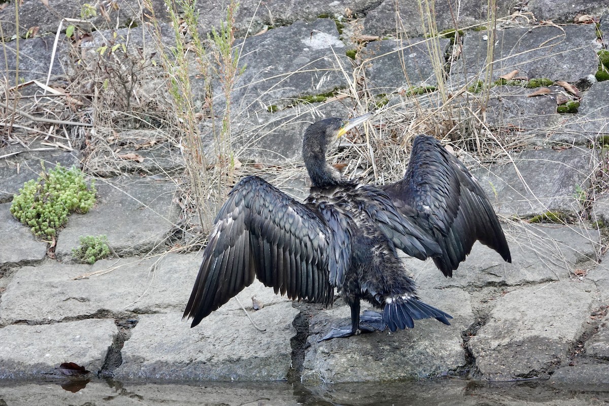 Great Cormorant - ML622495398