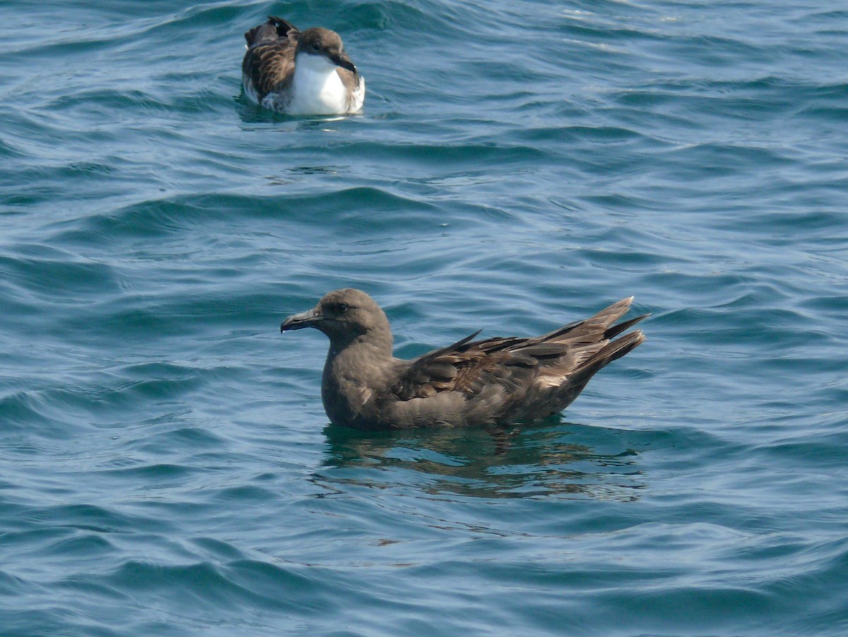 South Polar Skua - ML622495418