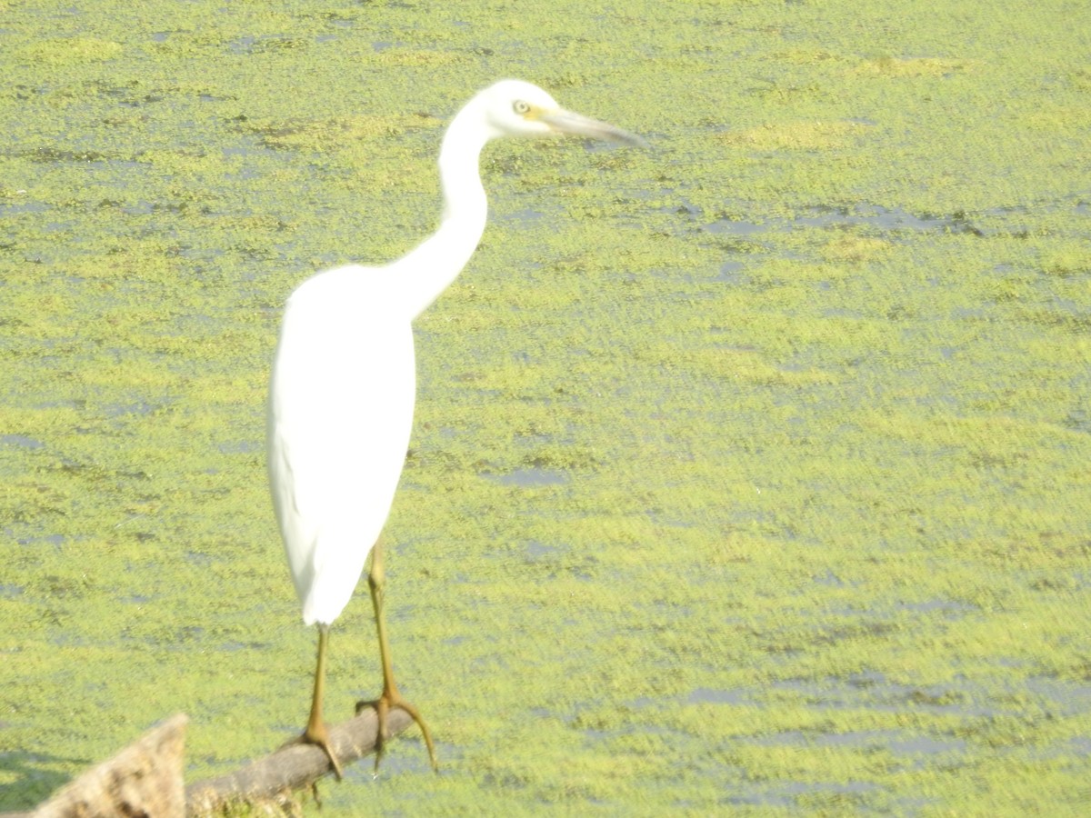 Little Blue Heron - ML622495492