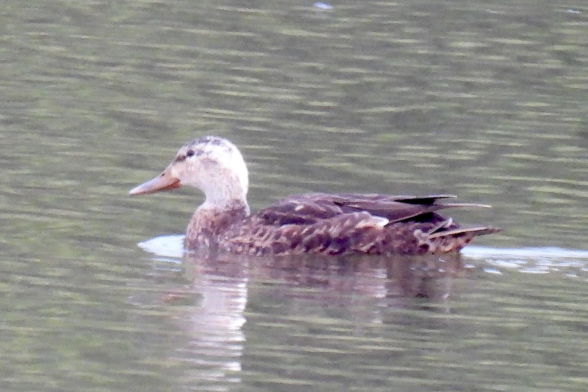 Mexican Duck - ML622495498