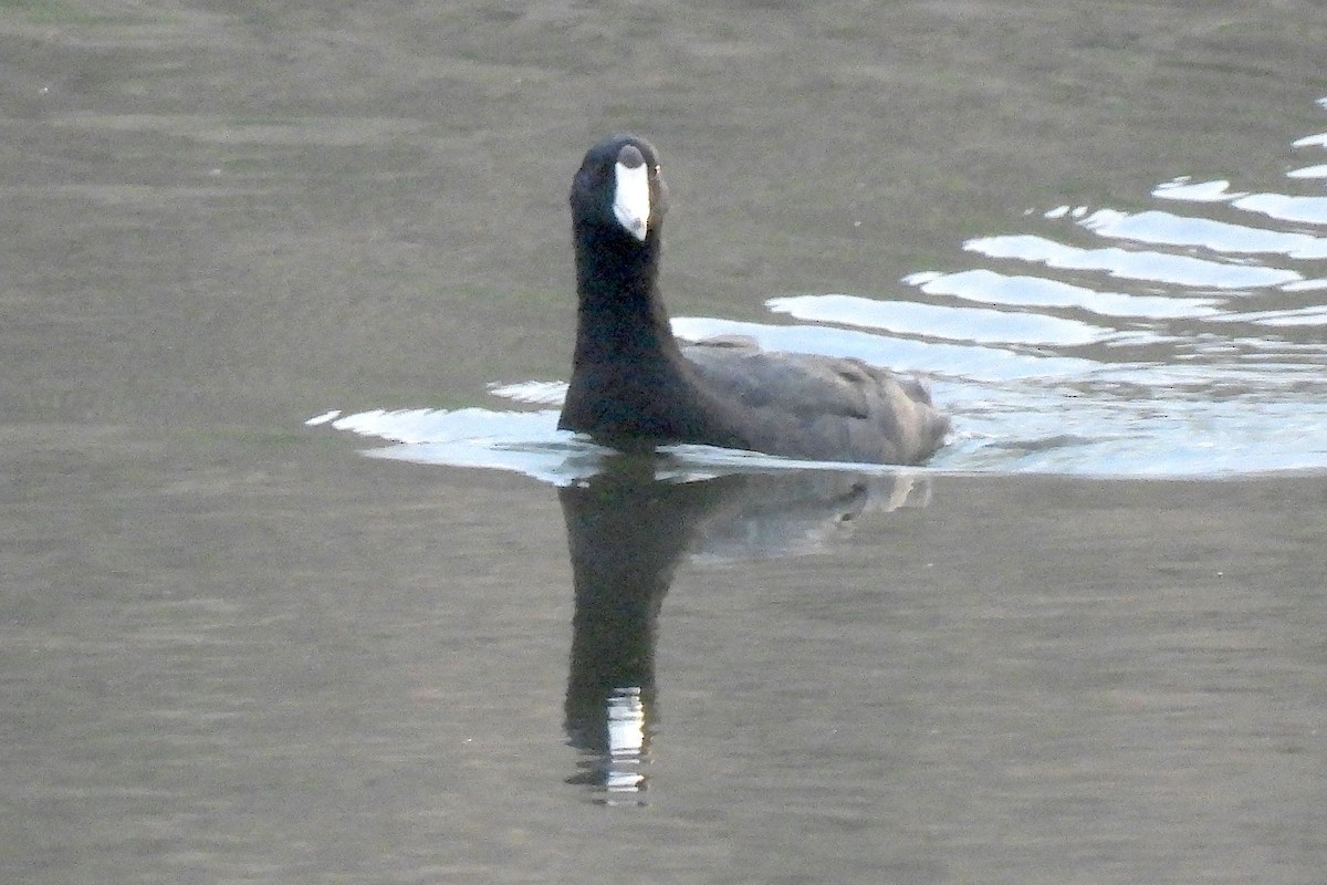 American Coot - Eric Monaghen