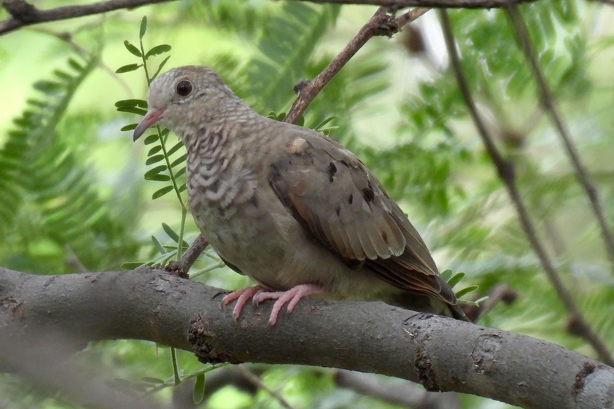 Common Ground Dove - ML622495518