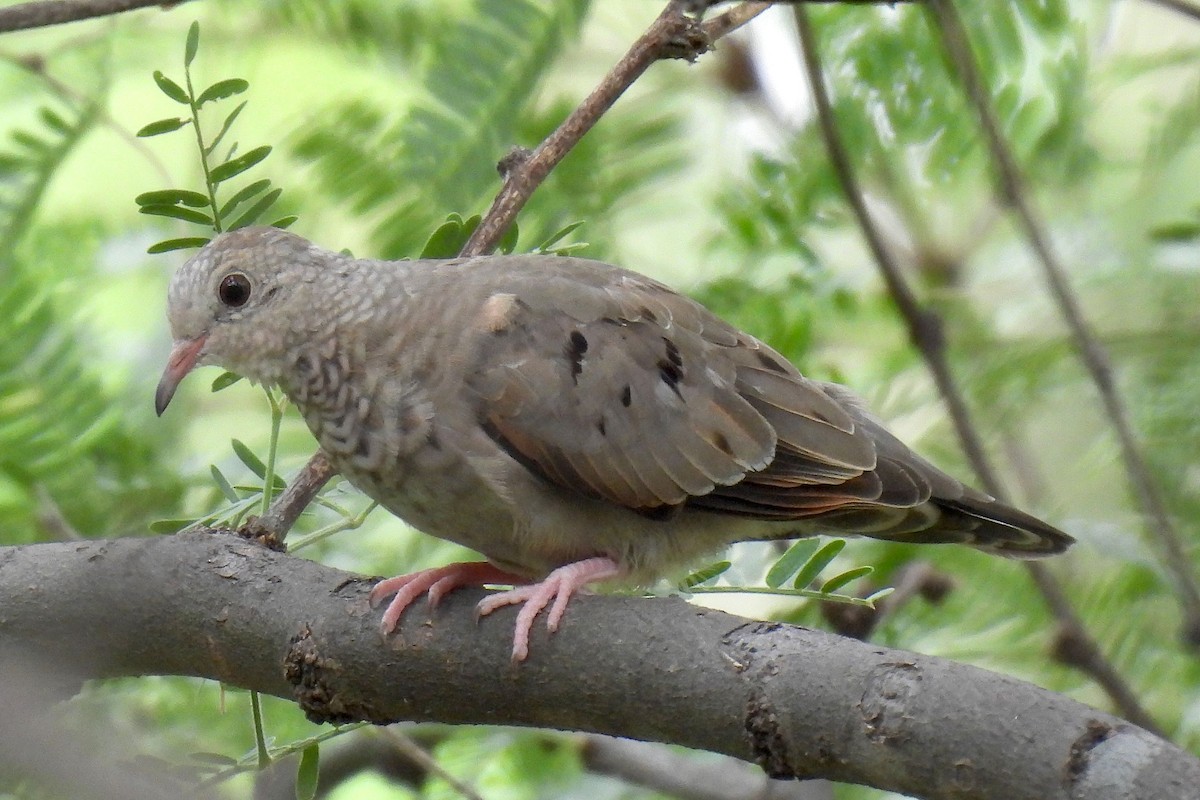 Common Ground Dove - ML622495519