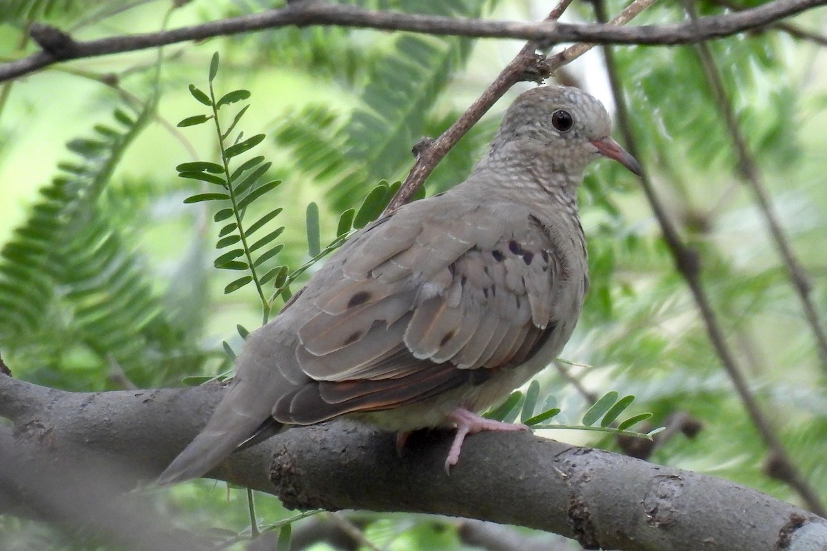 Common Ground Dove - ML622495520