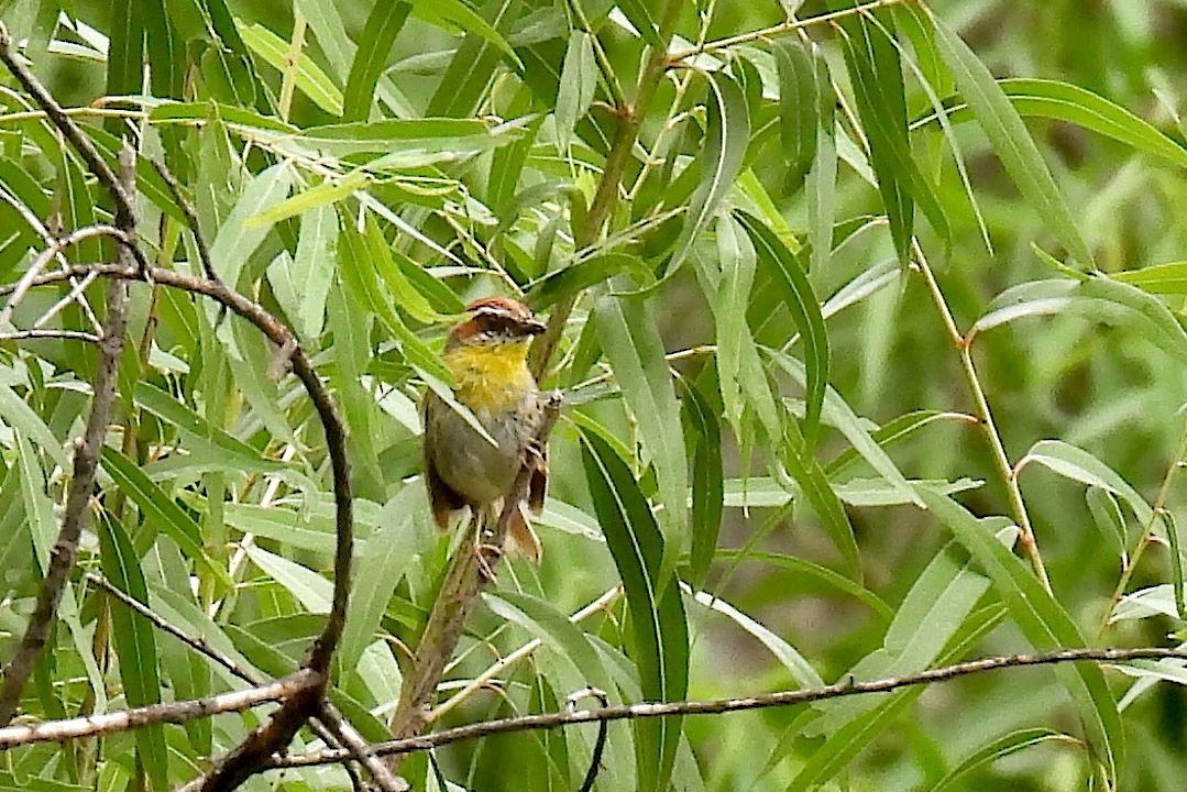 Rufous-capped Warbler - ML622495529