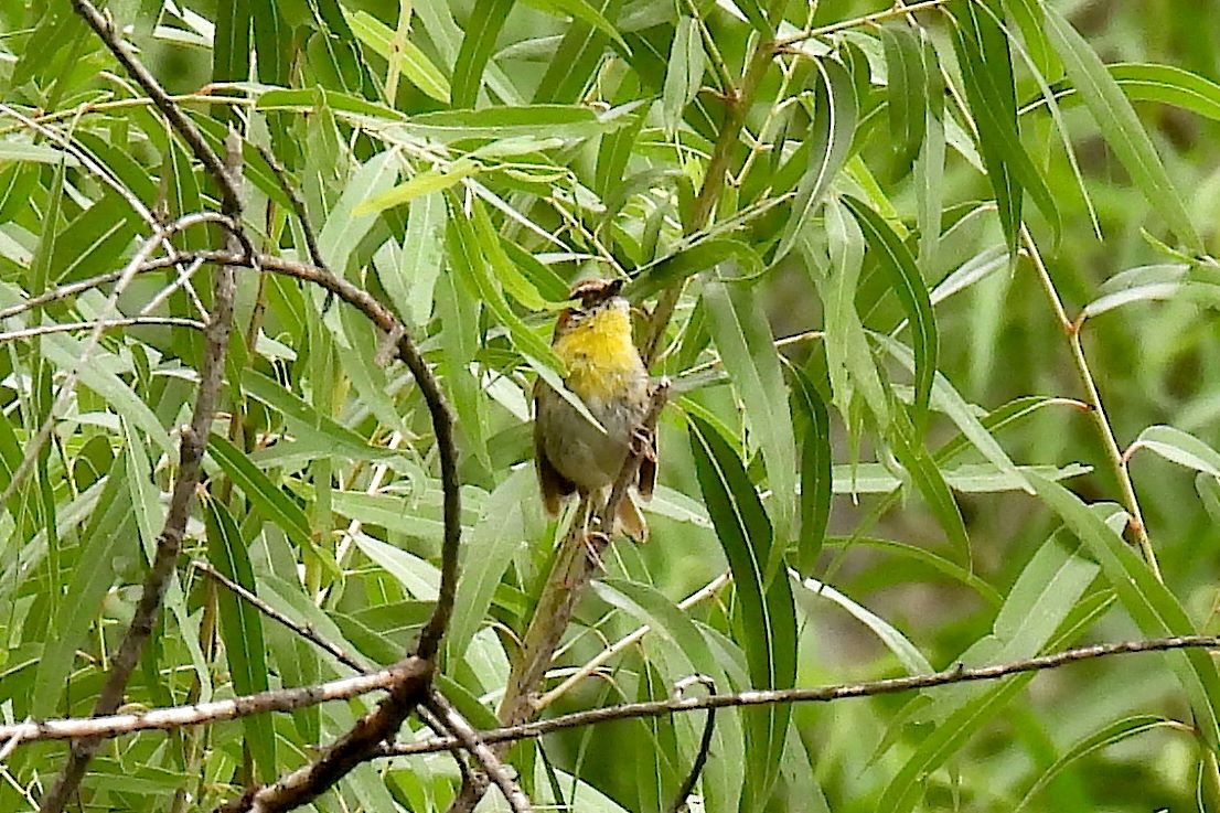 Rufous-capped Warbler - ML622495530