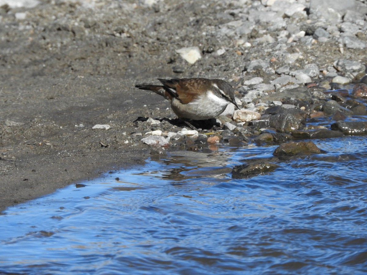 White-winged Cinclodes - ML622495536