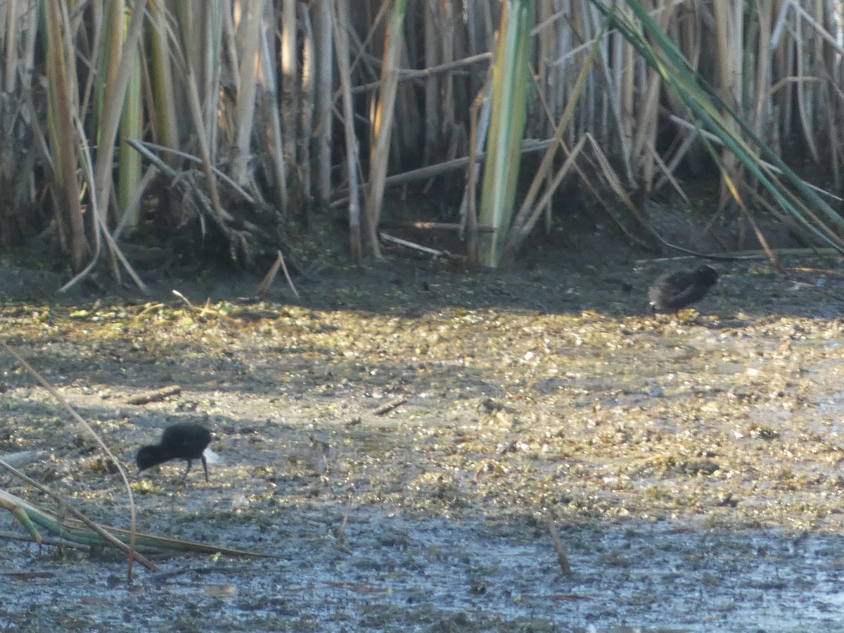 Virginia Rail - Steven Albert