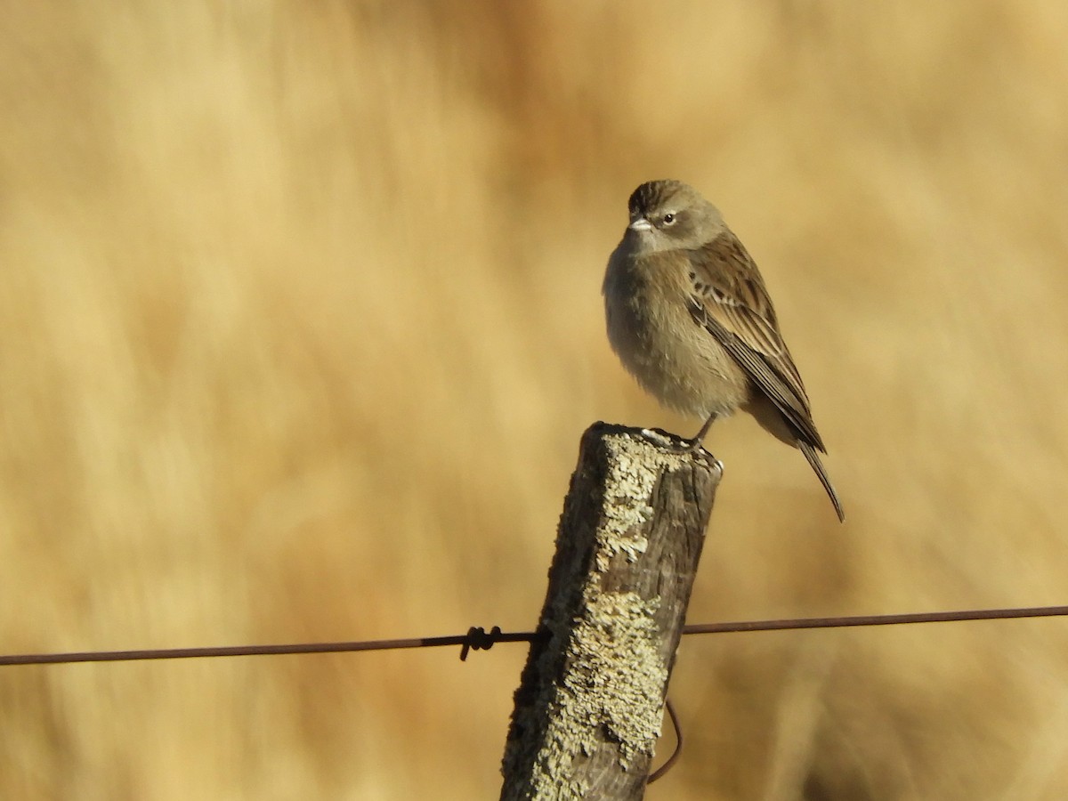 Ash-breasted Sierra Finch - ML622495614