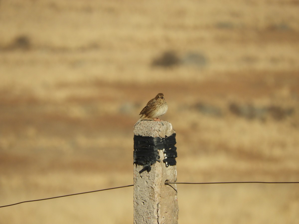 Band-tailed Sierra Finch - ML622495641