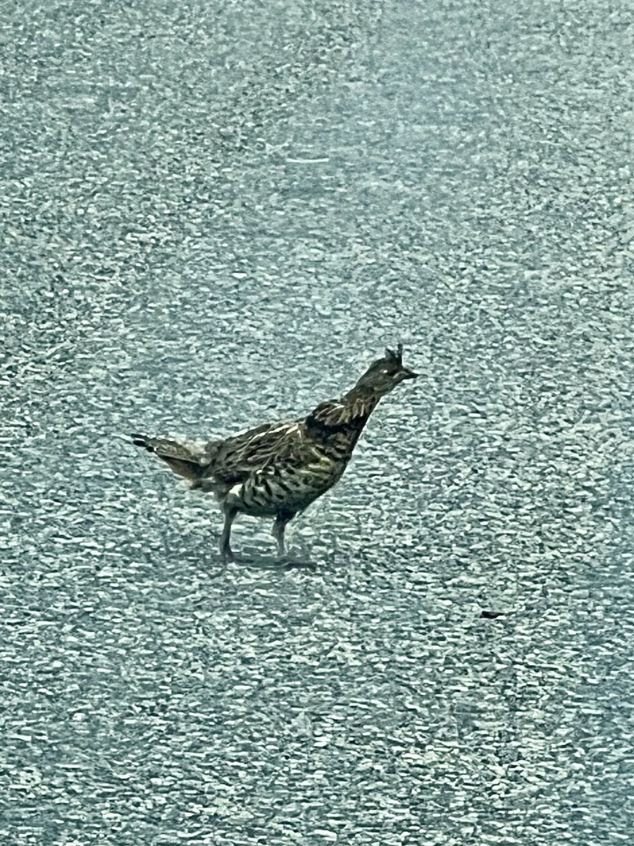 Ruffed Grouse - ML622495647