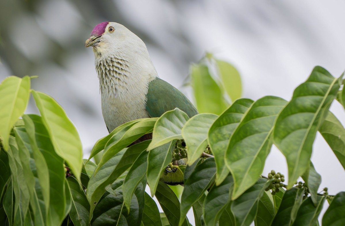 Crimson-crowned Fruit-Dove - ML622495648