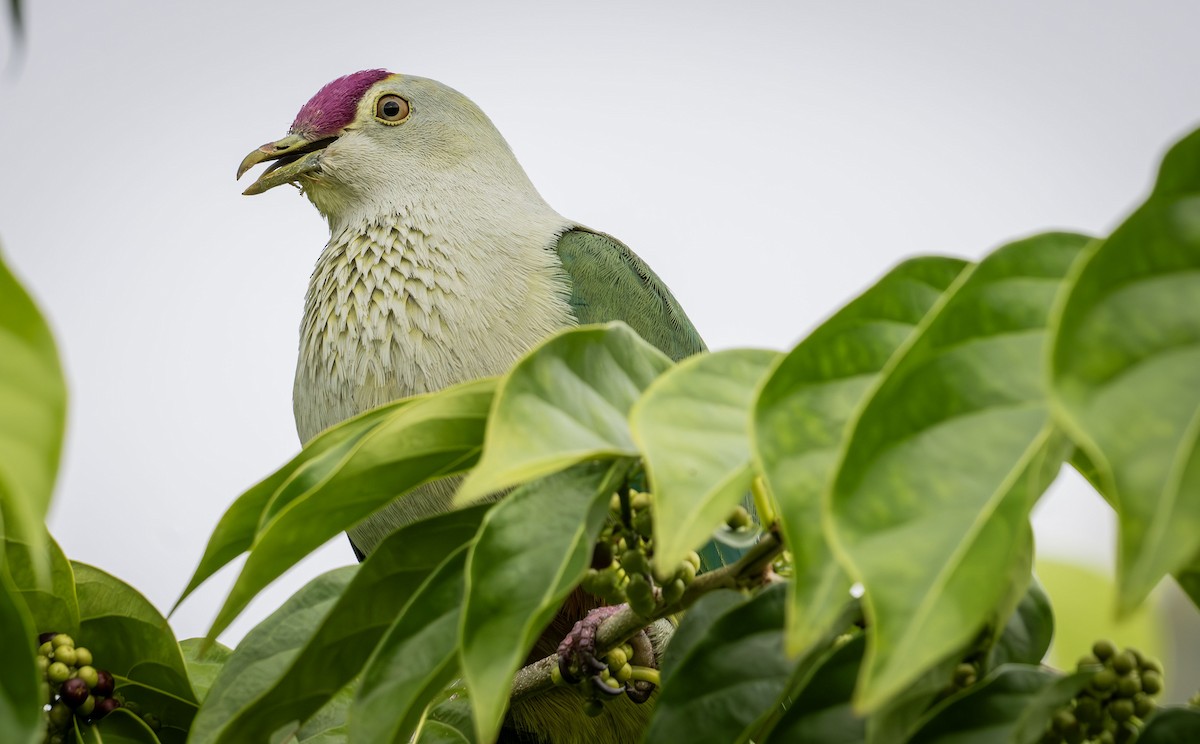 Crimson-crowned Fruit-Dove - ML622495649