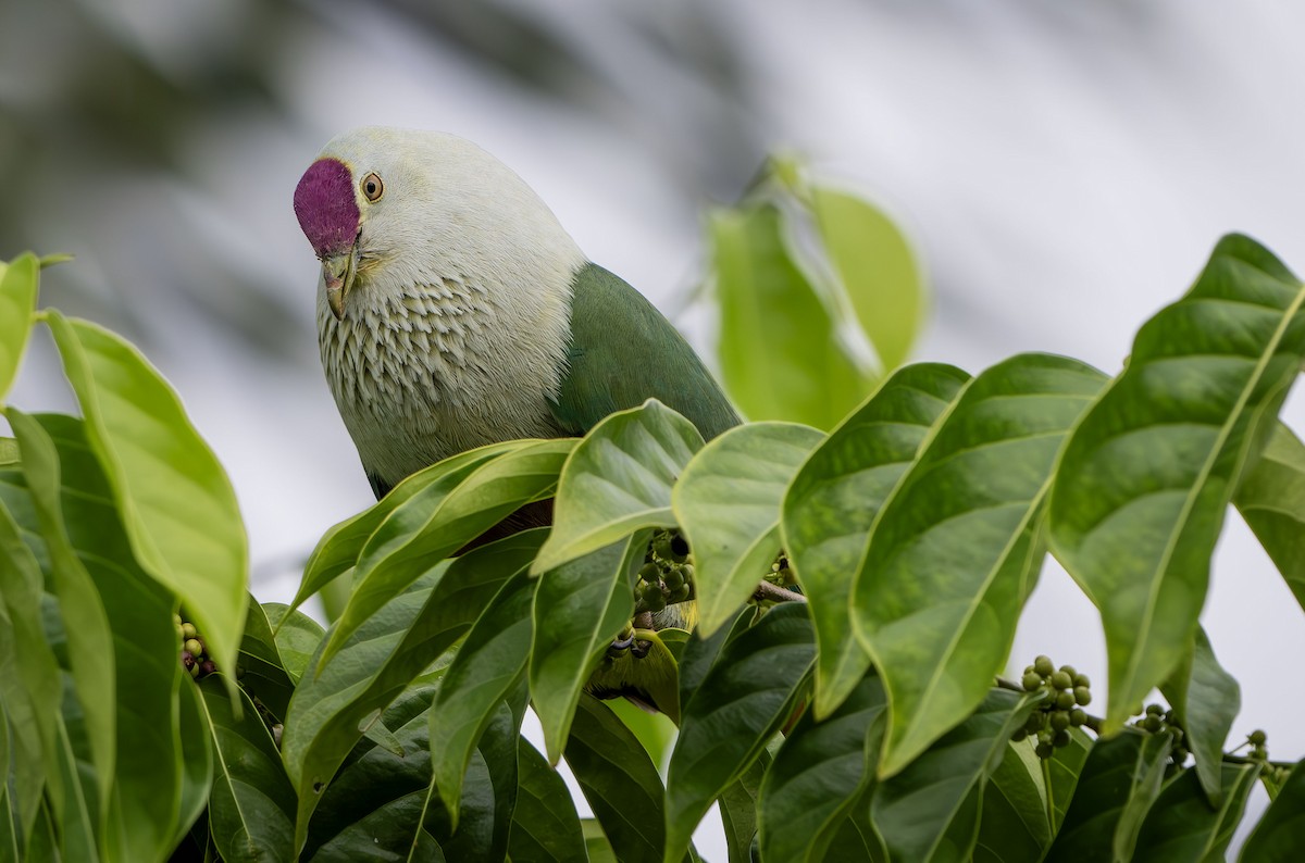 Crimson-crowned Fruit-Dove - ML622495650