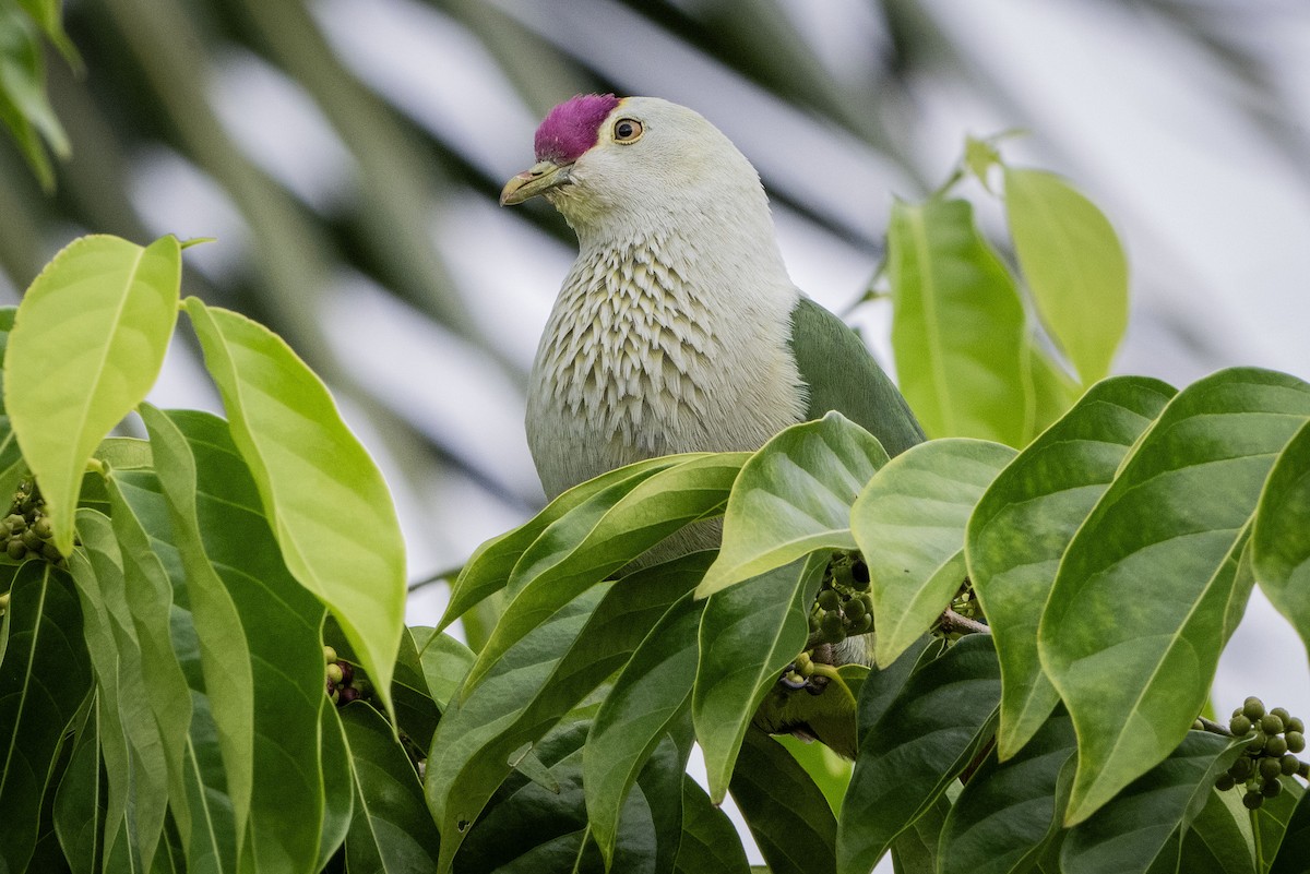 Crimson-crowned Fruit-Dove - ML622495651