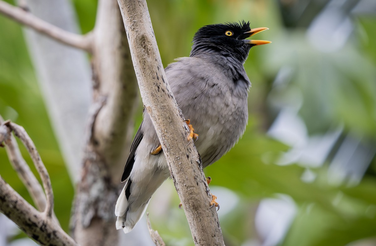 Jungle Myna - ML622495656