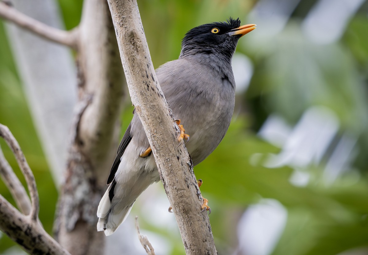 Jungle Myna - ML622495657