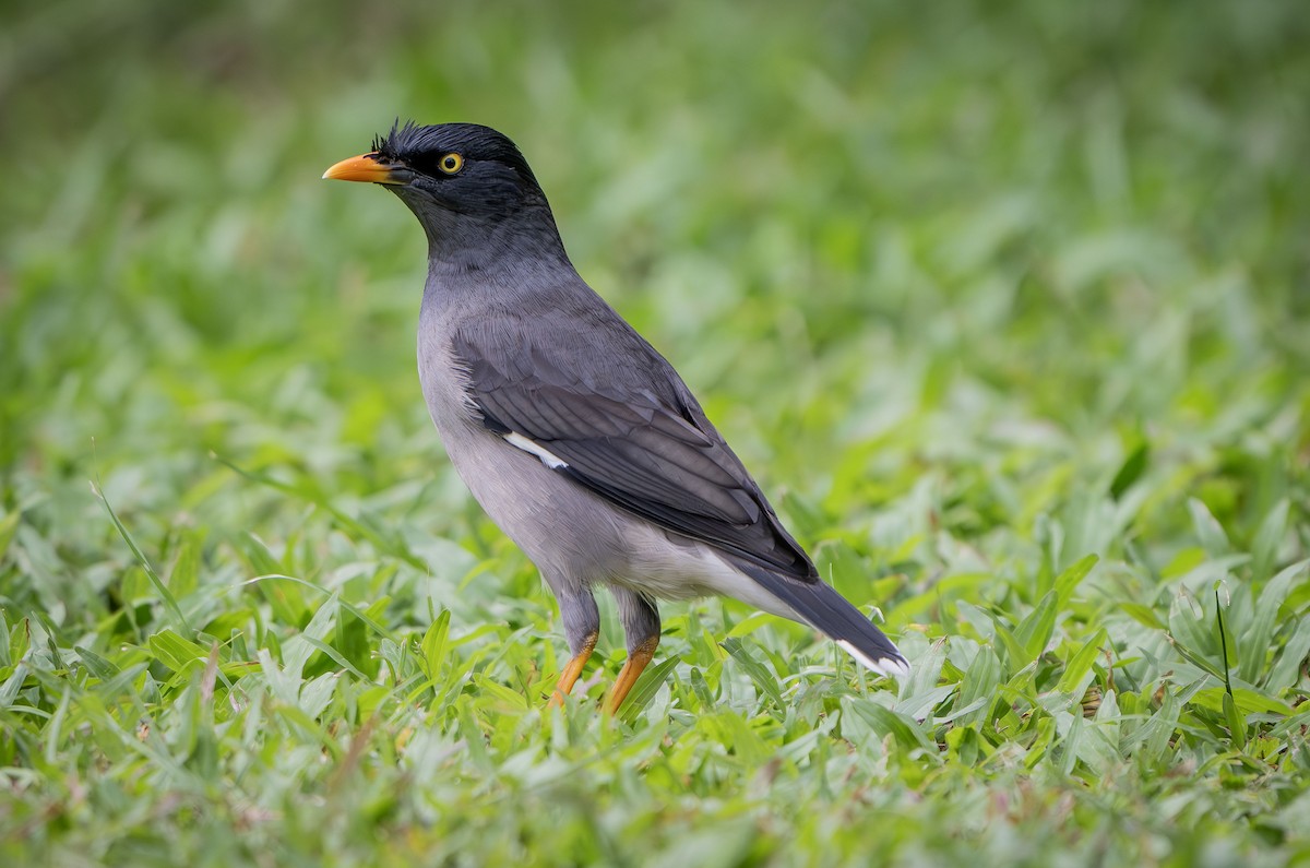 Jungle Myna - ML622495658