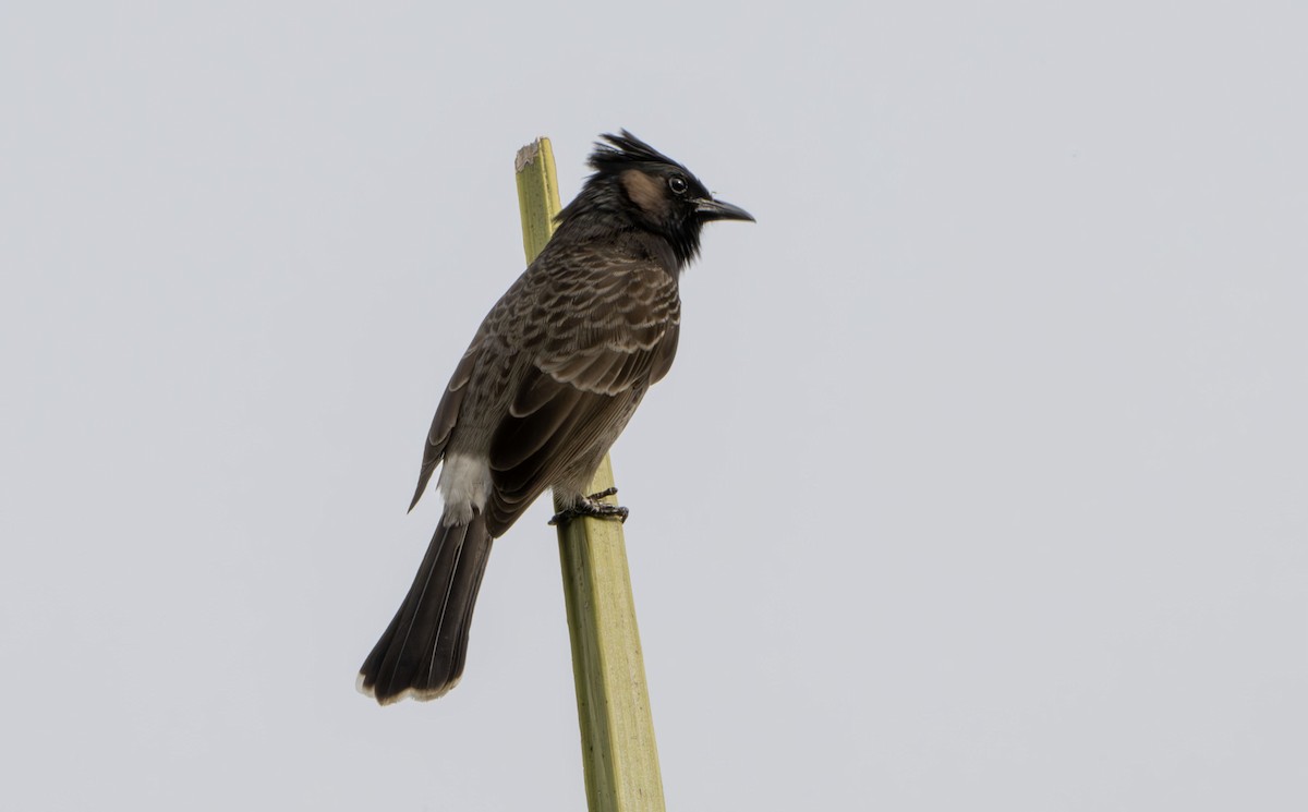 Red-vented Bulbul - ML622495667