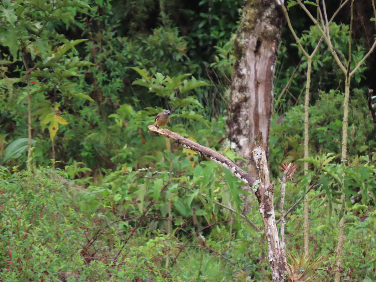 Streak-throated Bush-Tyrant - ML622495678