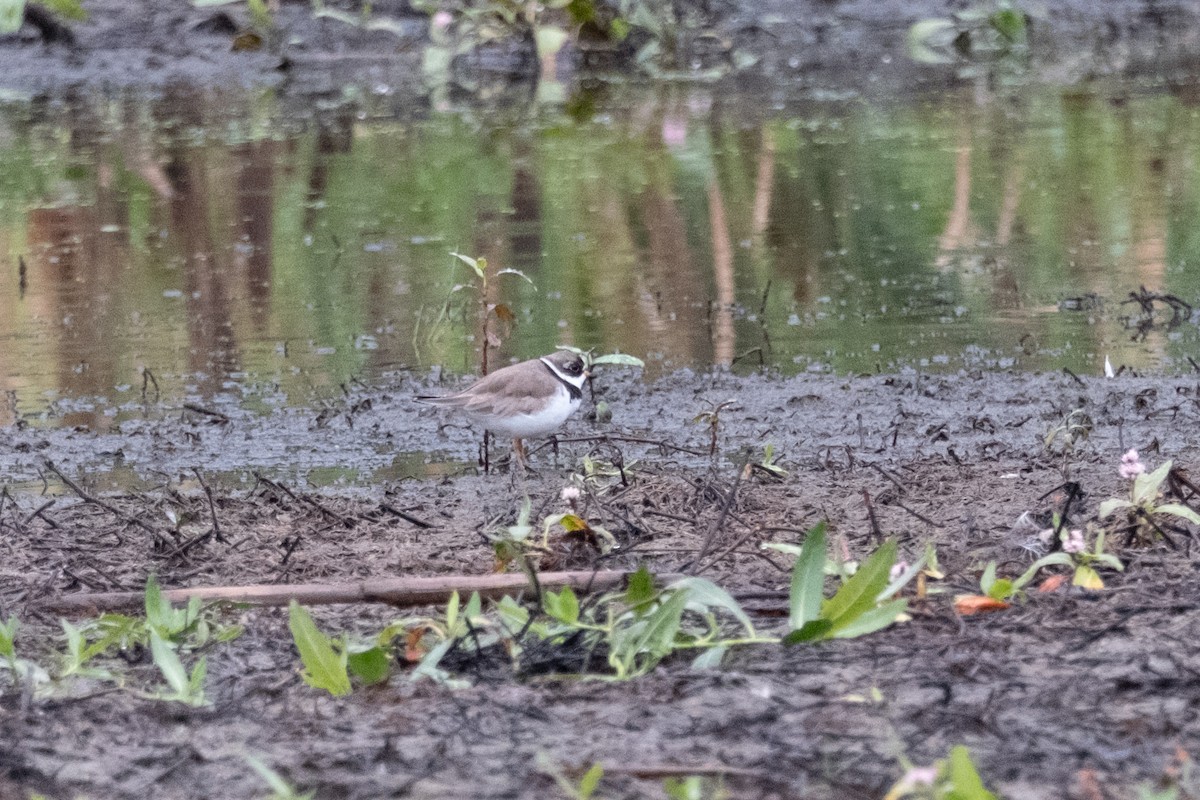 Semipalmated Plover - ML622495679