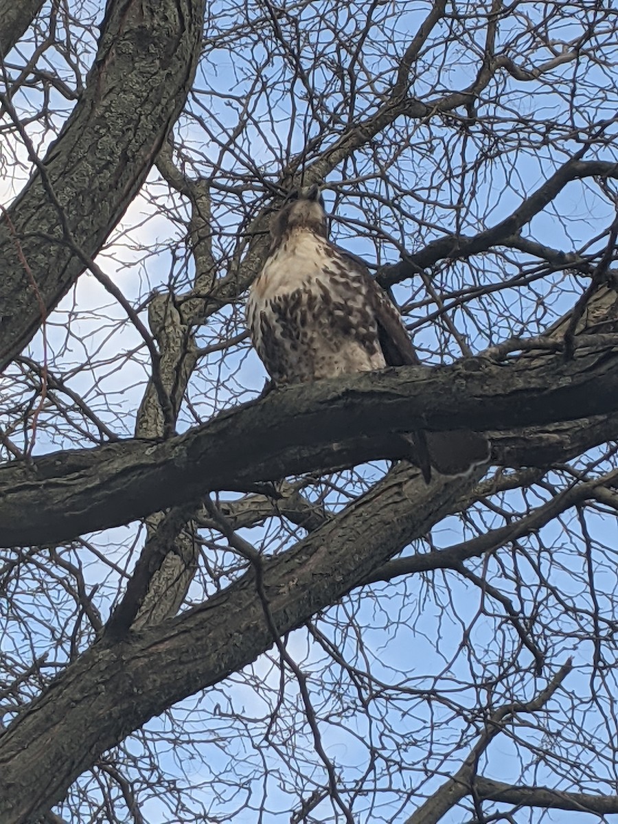 Red-tailed Hawk - ML622495704