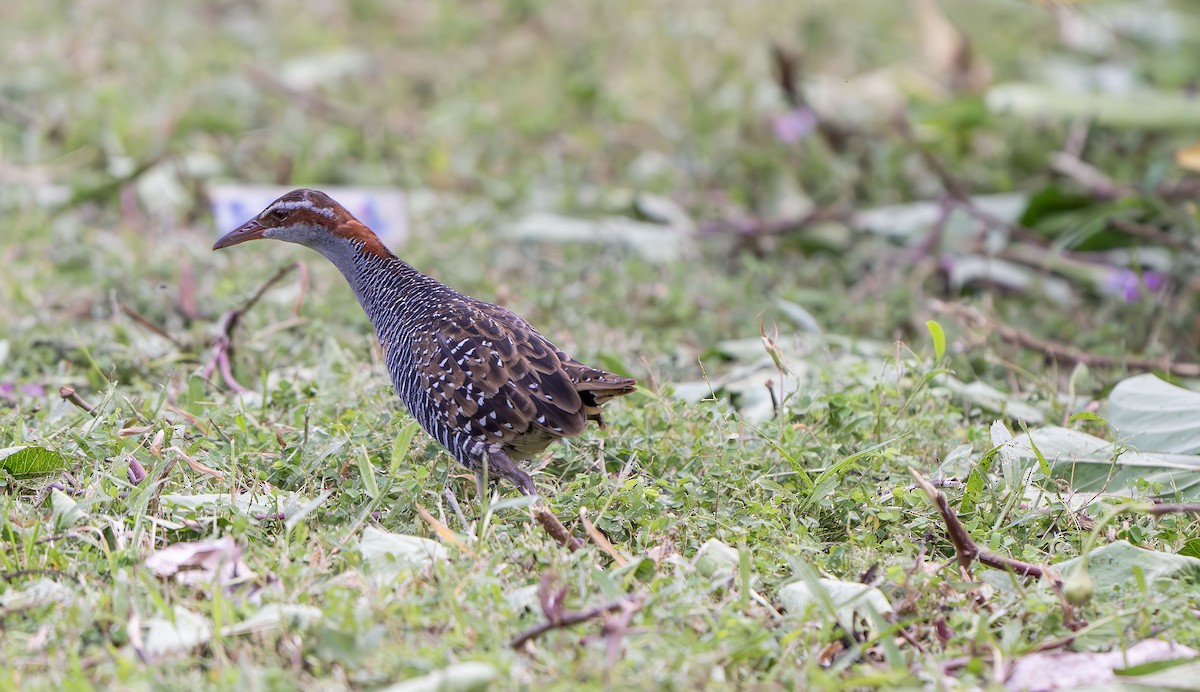 Buff-banded Rail - ML622495711