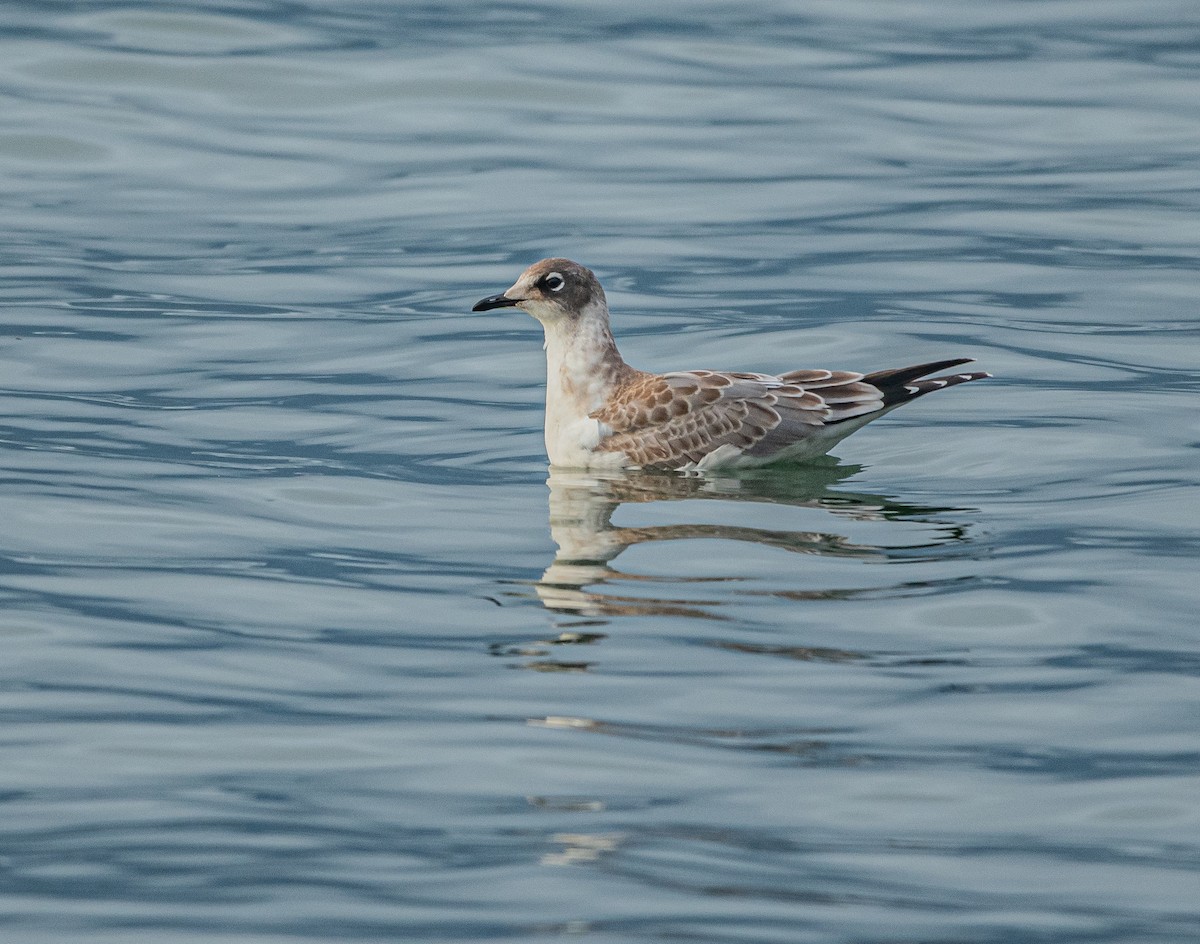 Franklin's Gull - Sunny Zhang