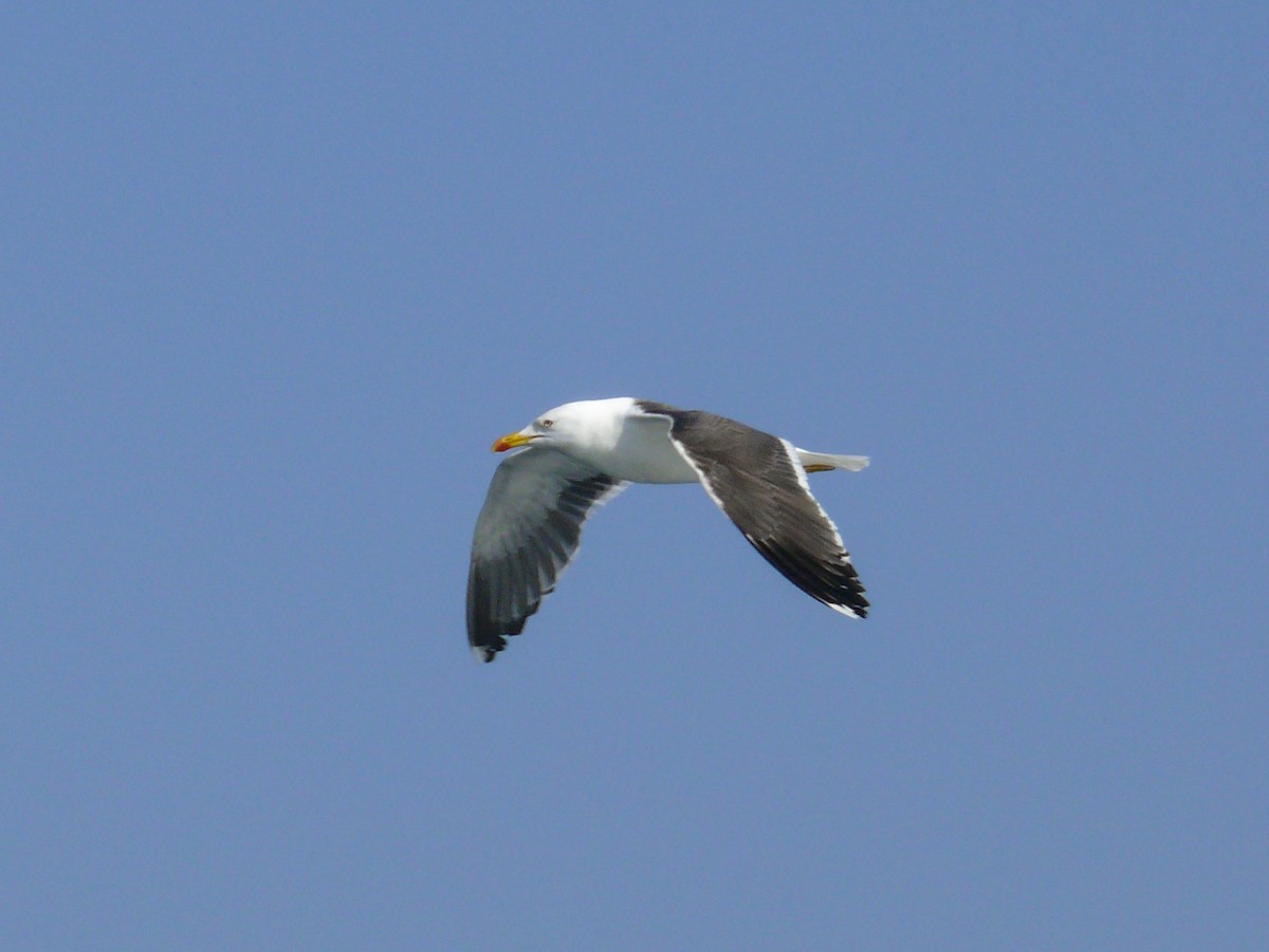 Lesser Black-backed Gull - ML622495756