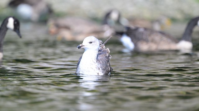 Lesser Black-backed Gull - ML622495820