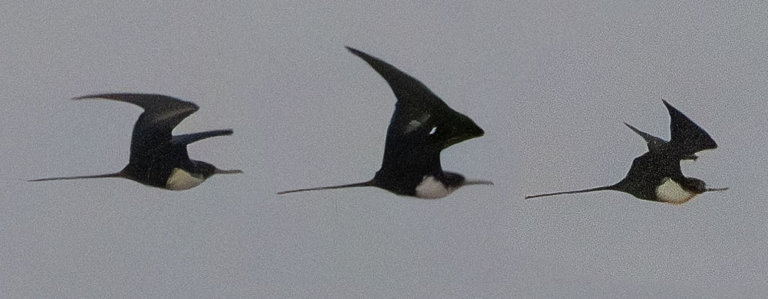 Great Frigatebird - ML622495824