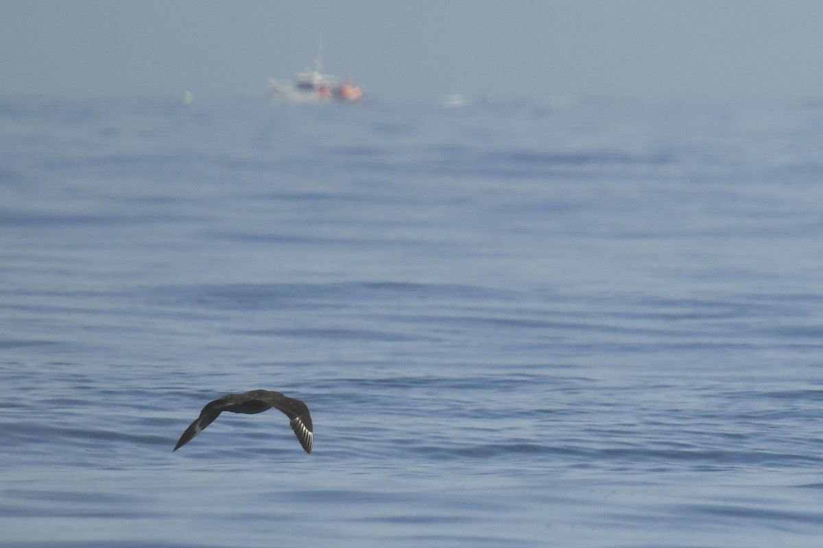South Polar Skua - ML622495917