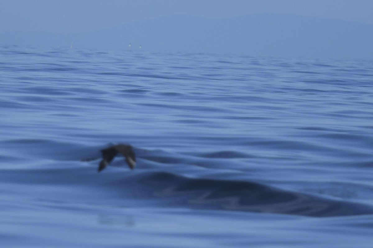 South Polar Skua - ML622495918