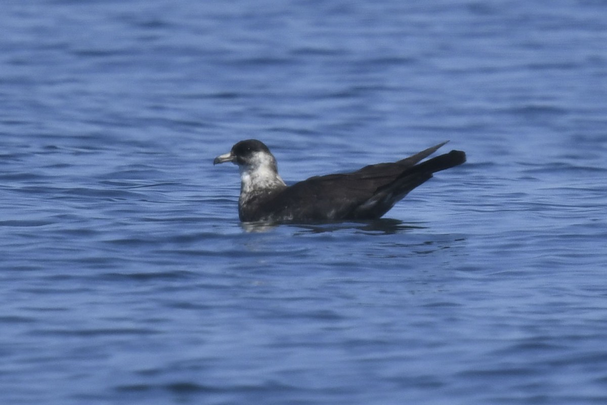 Pomarine Jaeger - ML622495925